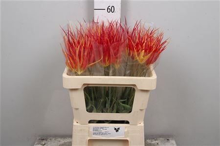 <h4>Fritillaria Ov Acuminata</h4>
