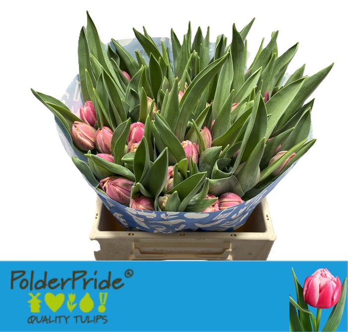 <h4>TU DU COLUMBUS</h4>