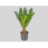 CYCAS REVOLUTA VASO 8.0 L