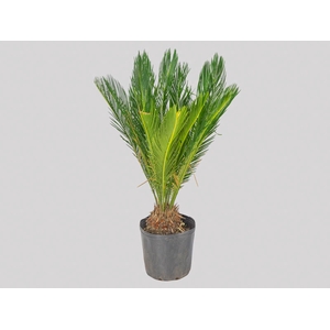 CYCAS REVOLUTA VASO 8.0 L