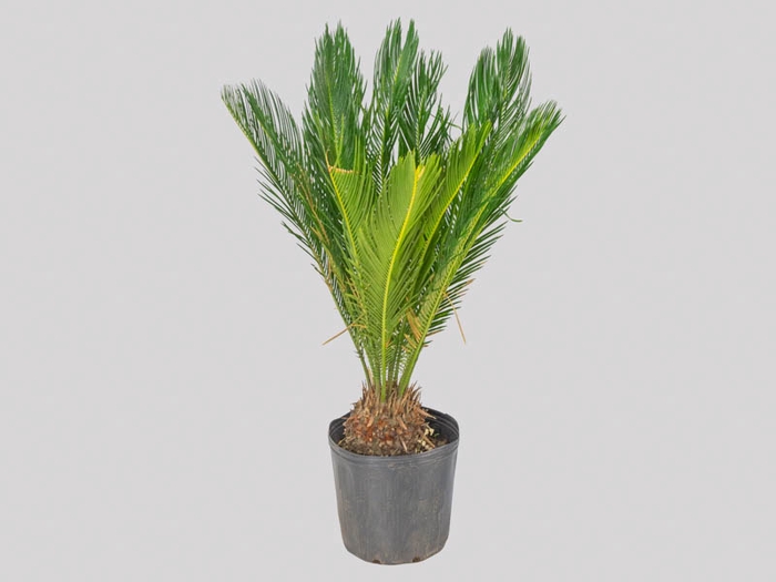 <h4>CYCAS REVOLUTA VASO 8.0 L</h4>