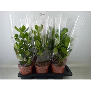 Clusia rosea 'Princess'