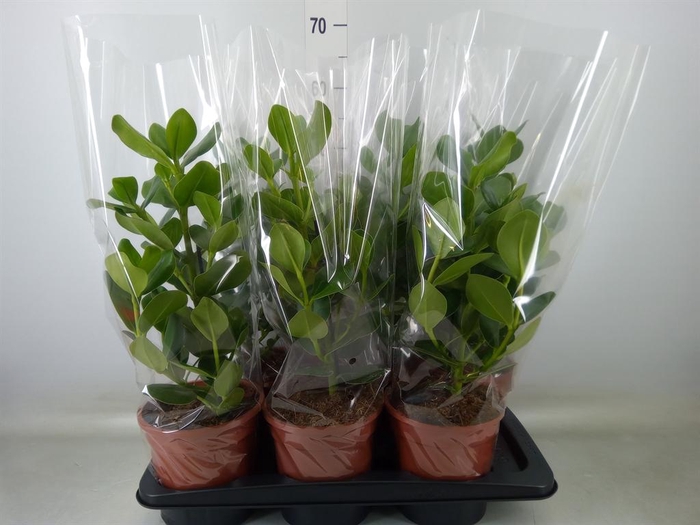 <h4>Clusia rosea 'Princess'</h4>