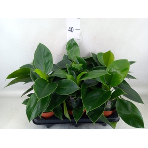 Philodendron  'Green Princess'