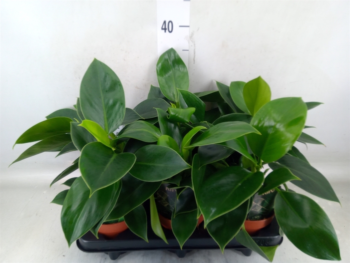 <h4>Philodendron  'Green Princess'</h4>