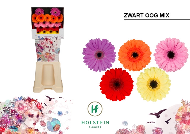 <h4>GE MI DIAMOND ZWART OOG OP RIJ</h4>