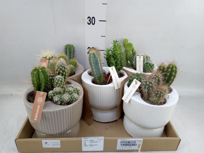 <h4>Cactus   ...</h4>