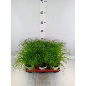 Cyperus alternifolius 'Zumula'