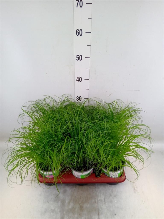 <h4>Cyperus alternifolius 'Zumula'</h4>