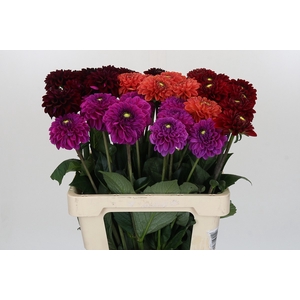 Dahlia Fox Mix