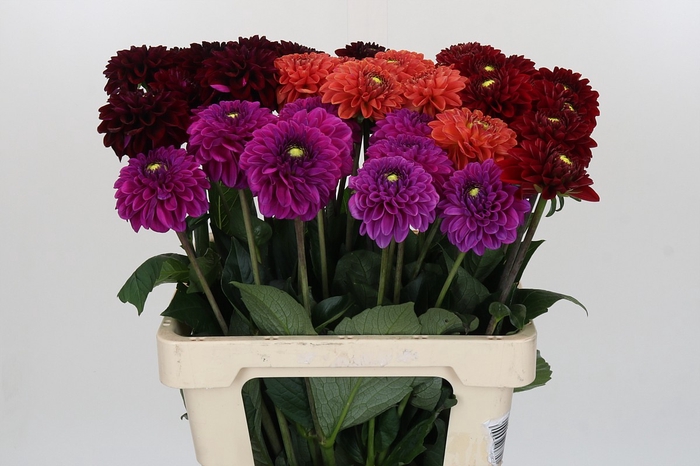 <h4>Dahlia Fox Mix</h4>