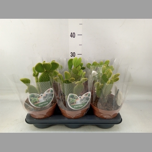 Opuntia