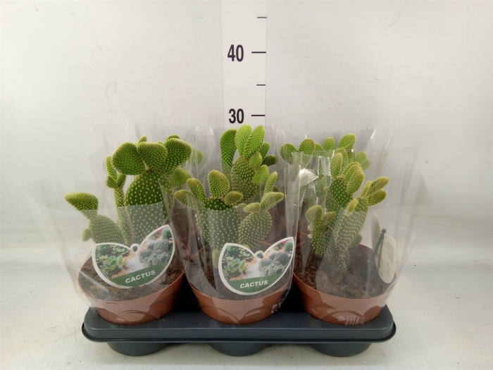 <h4>Opuntia</h4>