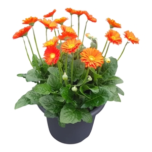 Gerbera Garvinea 32cm 7bl Oranje