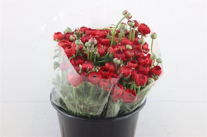 <h4>Ran El Red X60</h4>