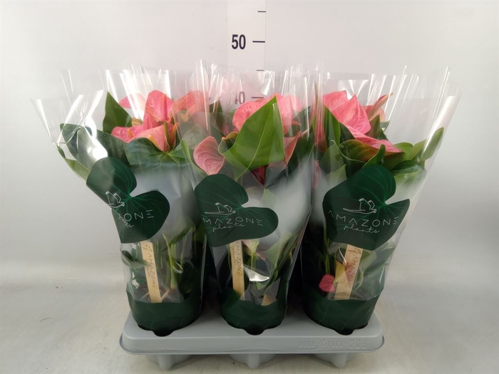 <h4>Anthurium andr. 'Melito'</h4>