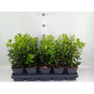 Euonymus japon.   ...