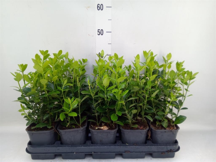 <h4>Euonymus japon.   ...</h4>