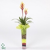 ARR GUZMANIA ZINC P10