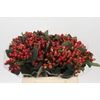 Hypericum True Romance