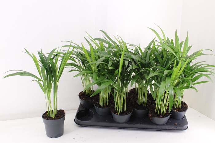 <h4>DYPSIS LUTESCENS</h4>