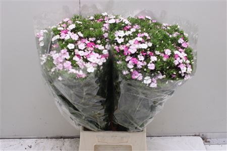 <h4>Di Barb Am Rose</h4>