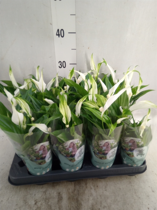 <h4>Spathiphyllum  'Pearl Cupido'</h4>