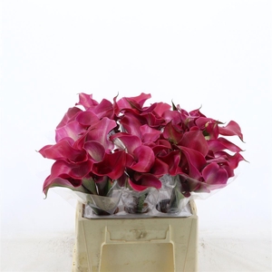 Calla Tokyo | Dubbelbloemig