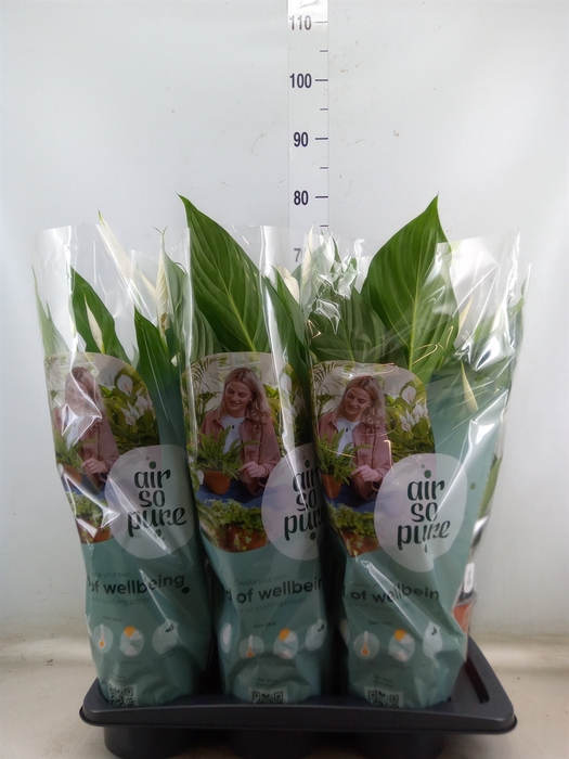 <h4>Spathiphyllum  'Bingo Cupido'</h4>