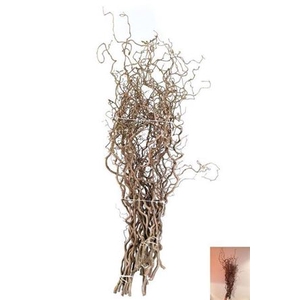 Corylus Av Contorta