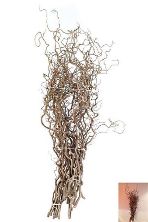 <h4>Corylus Av Contorta</h4>