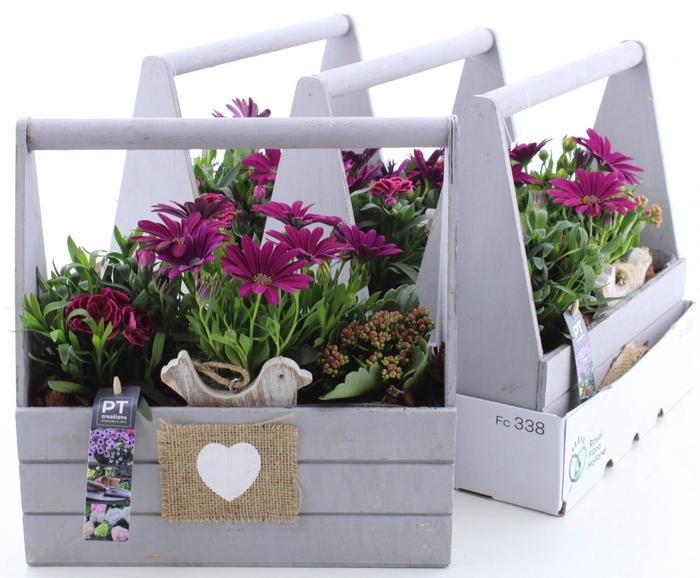 <h4>ARR TUINPLANTEN</h4>