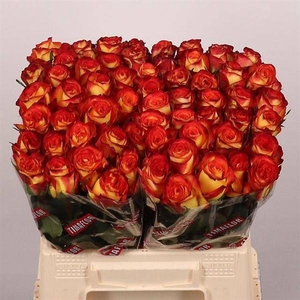 R Gr Firefox Mlima