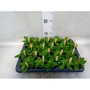 Peperomia pros. 'Pixie'