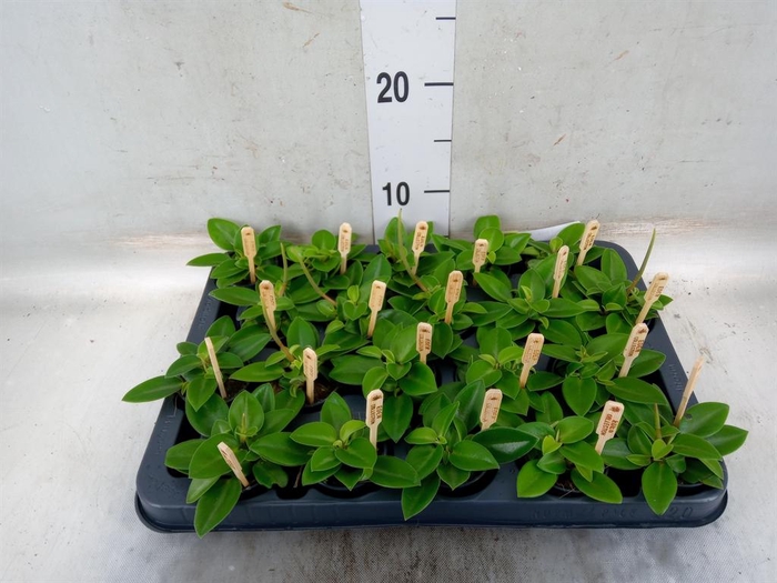 <h4>Peperomia pros. 'Pixie'</h4>