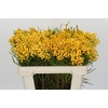 Kaaps Groen Lanug. yellow
