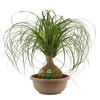 Beaucarnea bol 30 cm (Scenza)