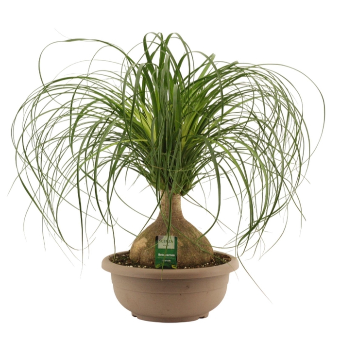 <h4>Beaucarnea Bol 30 cm</h4>