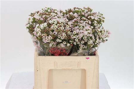 <h4>Chamelauc Moonlight Delight</h4>