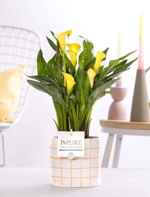 <h4>Zantedeschia yellow in P&PURE Tirza ceramics</h4>