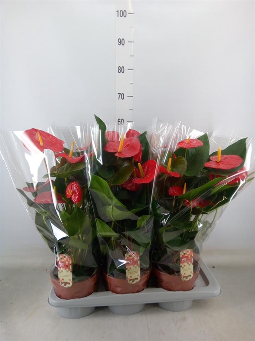 <h4>Anthurium andr. 'Idaho'</h4>