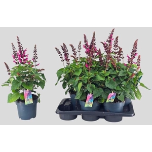 SALVIA LAKE FLAMING