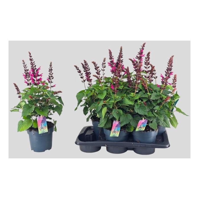 <h4>SALVIA  LAKE FLAMING</h4>