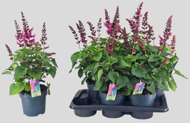 <h4>SALVIA  LAKE FLAMING</h4>