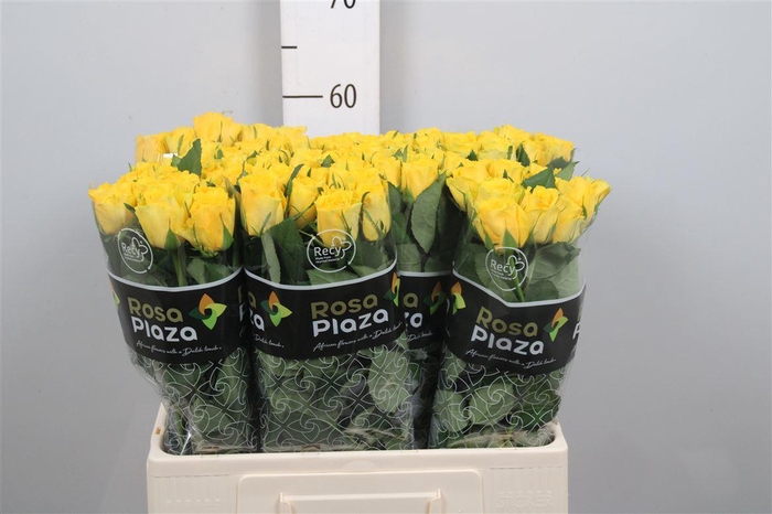 <h4>R Gr Solero</h4>