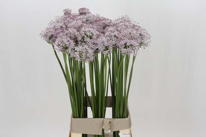 <h4>Allium Smokey Eyes</h4>