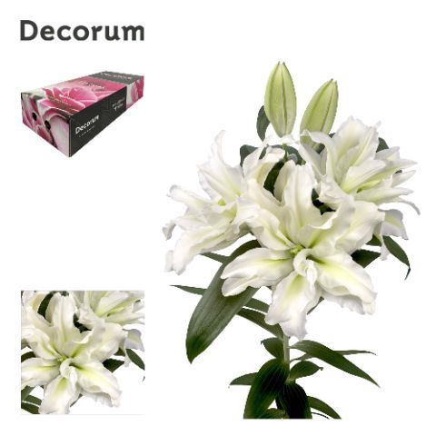 <h4>LI ROSELILY AISHA 5+ Medium Decorum Box</h4>