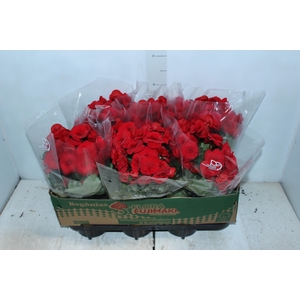 BEGONIA BALADIN P15