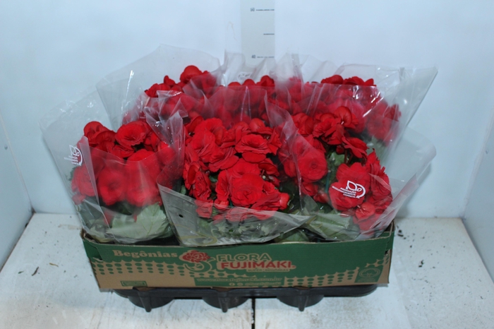<h4>BEGONIA BALADIN P15</h4>
