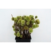 CASTANEA SATIVA